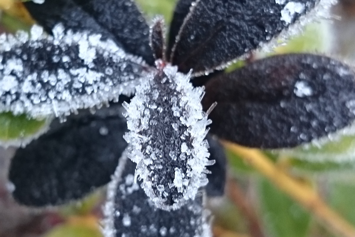 Black leaves with frost