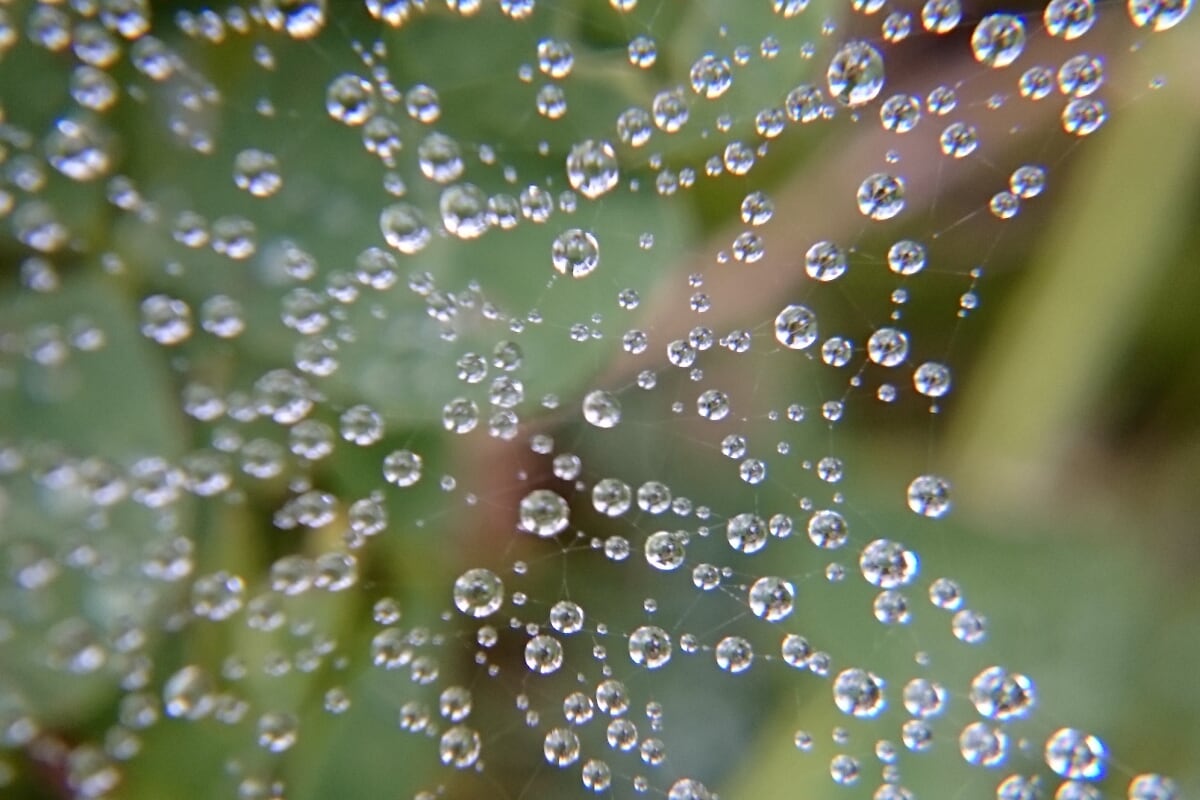 Drops caught in spiderweb