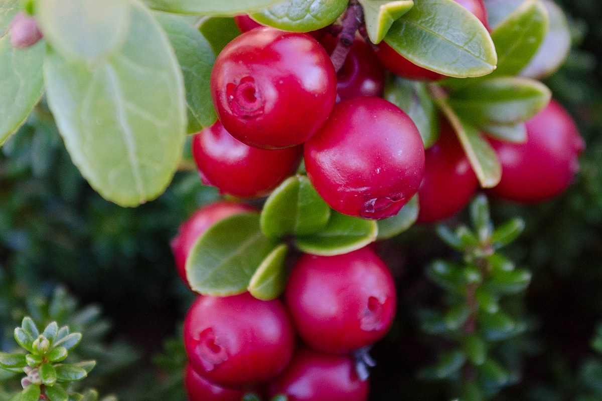 Lingonberrys, close up
